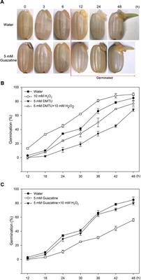 Involvement of Polyamine Oxidase-Produced Hydrogen Peroxide during Coleorhiza-Limited Germination of Rice Seeds